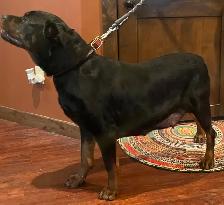 ROTTWEILER PUPPIES PUREBRED - Photo 4