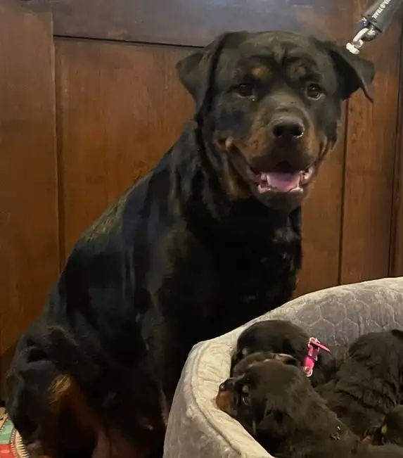ROTTWEILER PUPPIES PUREBRED - Photo 5