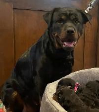 ROTTWEILER PUPPIES PUREBRED - Photo 5