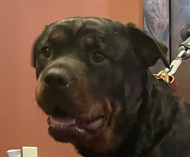 ROTTWEILER PUPPIES PUREBRED - Photo 6