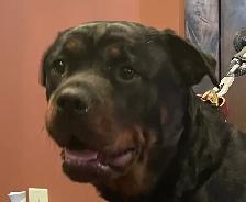 ROTTWEILER PUPPIES PUREBRED - Photo 6