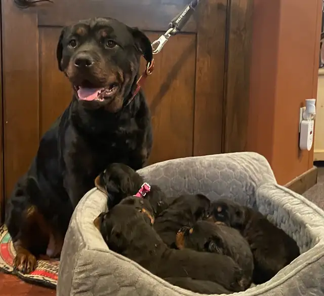 ROTTWEILER PUPPIES PUREBRED - Photo 7