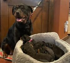 ROTTWEILER PUPPIES PUREBRED - Photo 7