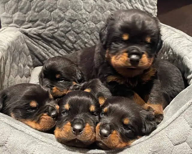 ROTTWEILER PUPPIES PUREBRED - Photo 8