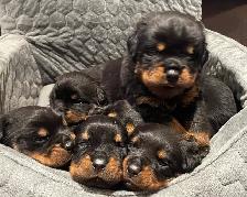 ROTTWEILER PUPPIES PUREBRED - Photo 8