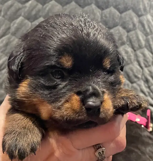 ROTTWEILER PUPPIES PUREBRED - Photo 9