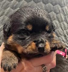 ROTTWEILER PUPPIES PUREBRED - Photo 9