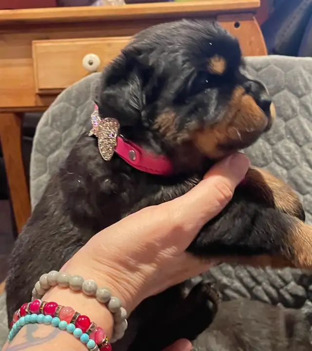 ROTTWEILER PUPPIES PUREBRED - Photo 10