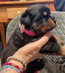 ROTTWEILER PUPPIES PUREBRED - Photo 10