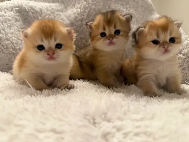 Scottish straight kittens for sale