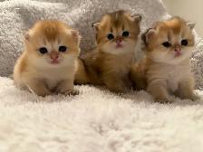 Scottish straight kittens for sale