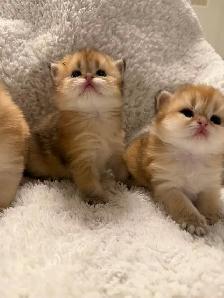 Scottish straight kittens for sale - Photo 2