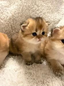 Scottish straight kittens for sale - Photo 3