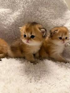 Scottish straight kittens for sale - Photo 4