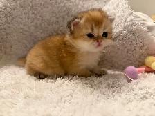 Scottish straight kittens for sale - Photo 5