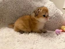 Scottish straight kittens for sale - Photo 6