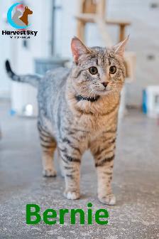 HARVEST SKY ANIMAL RESCUE - 17 ADOPTABLE KITTENS & CATS!