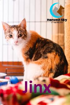 HARVEST SKY ANIMAL RESCUE - 17 ADOPTABLE KITTENS & CATS! - Photo 2