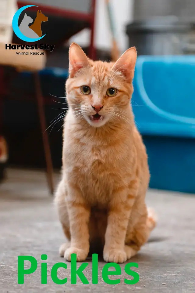 HARVEST SKY ANIMAL RESCUE - 17 ADOPTABLE KITTENS & CATS! - Photo 3