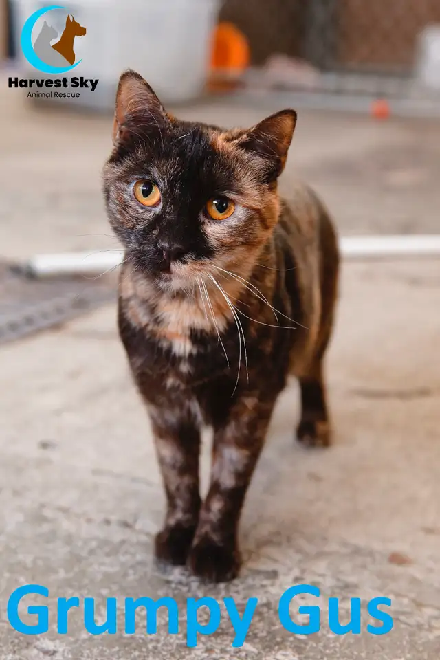 HARVEST SKY ANIMAL RESCUE - 17 ADOPTABLE KITTENS & CATS! - Photo 4