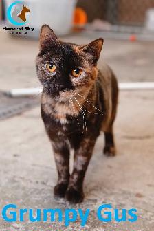 HARVEST SKY ANIMAL RESCUE - 17 ADOPTABLE KITTENS & CATS! - Photo 4