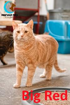 HARVEST SKY ANIMAL RESCUE - 17 ADOPTABLE KITTENS & CATS! - Photo 5