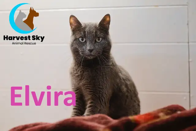 HARVEST SKY ANIMAL RESCUE - 17 ADOPTABLE KITTENS & CATS! - Photo 6