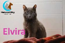 HARVEST SKY ANIMAL RESCUE - 17 ADOPTABLE KITTENS & CATS! - Photo 6