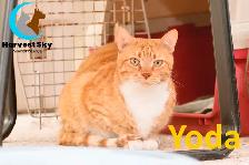 HARVEST SKY ANIMAL RESCUE - 17 ADOPTABLE KITTENS & CATS! - Photo 7