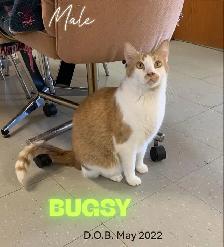 HARVEST SKY ANIMAL RESCUE - 17 ADOPTABLE KITTENS & CATS! - Photo 8