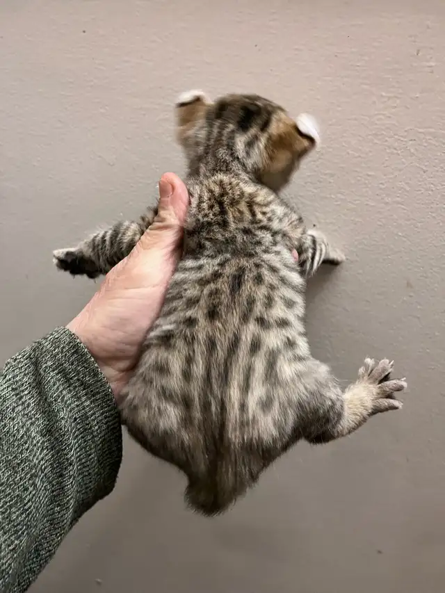 Highland Lynx - Photo 2