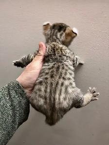 Highland Lynx - Photo 2