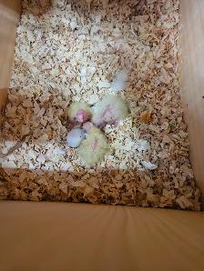 Oisillions cockatiel - Photo 4