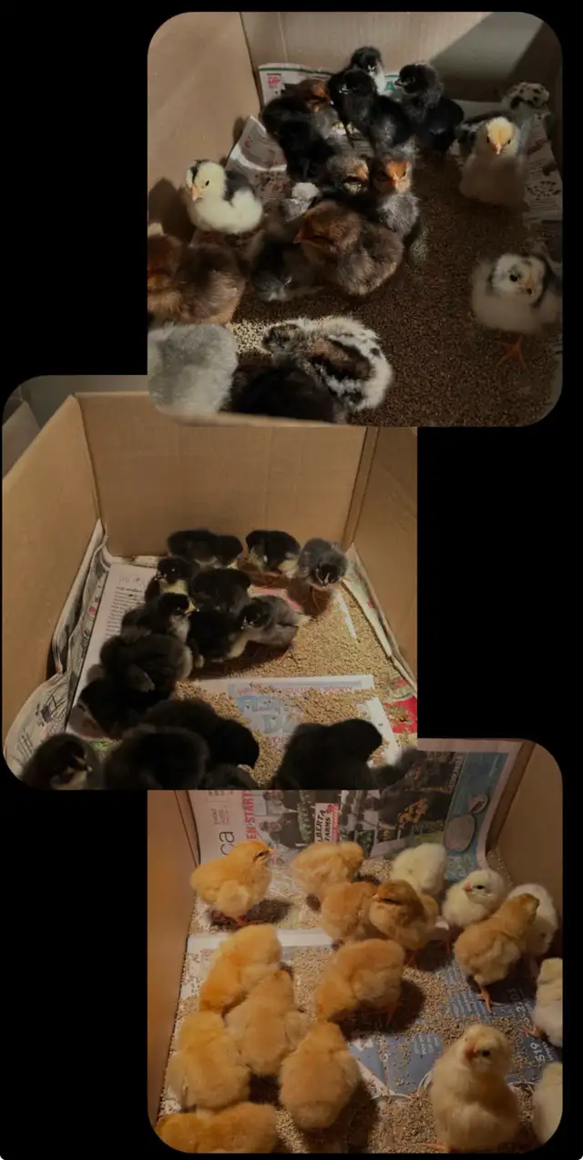 Mixed breed heritage breeds of Chicks and three silkies avail
