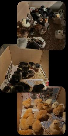 Mixed breed heritage breeds of Chicks and three silkies avail