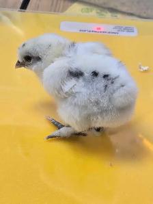 Mixed breed heritage breeds of Chicks and three silkies avail - Photo 2