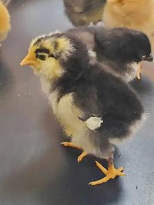 Mixed breed heritage breeds of Chicks and three silkies avail - Photo 4