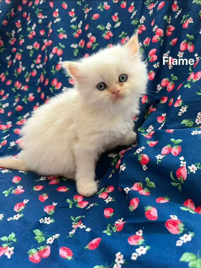 Amazing Himalayan Kittens