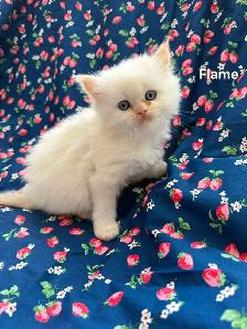 Amazing Himalayan Kittens