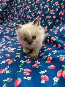 Amazing Himalayan Kittens - Photo 2