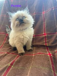 Amazing Himalayan Kittens - Photo 3