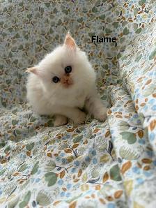 Amazing Himalayan Kittens - Photo 4