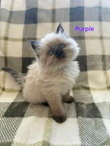 Amazing Himalayan Kittens - Photo 5