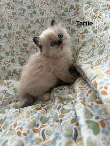 Amazing Himalayan Kittens - Photo 6