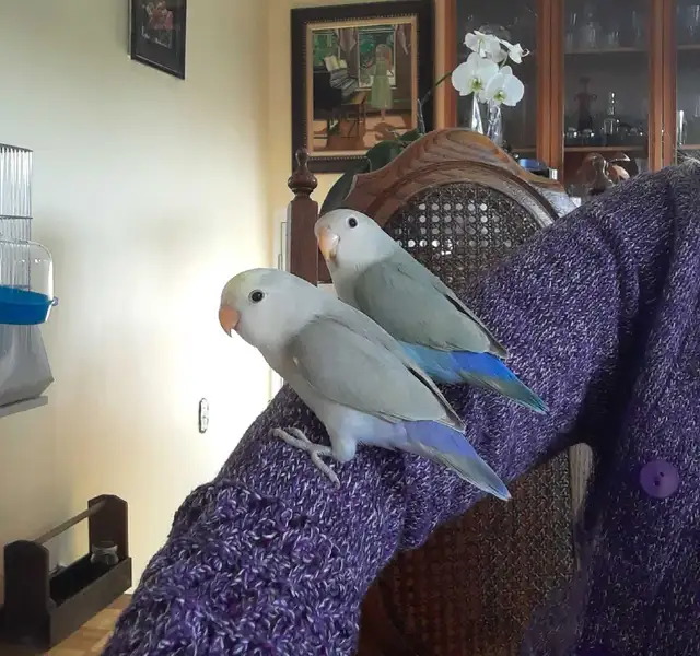 beaux bébés inséparables roseicollis nourrient à la main - Photo 2