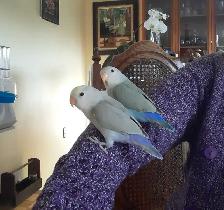 beaux bébés inséparables roseicollis nourrient à la main - Photo 2