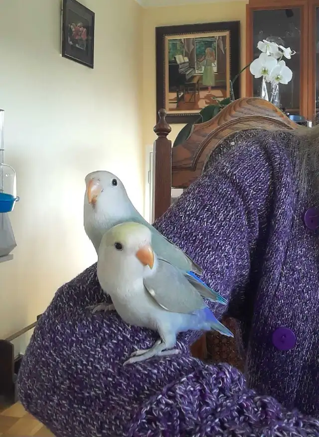 beaux bébés inséparables roseicollis nourrient à la main - Photo 3