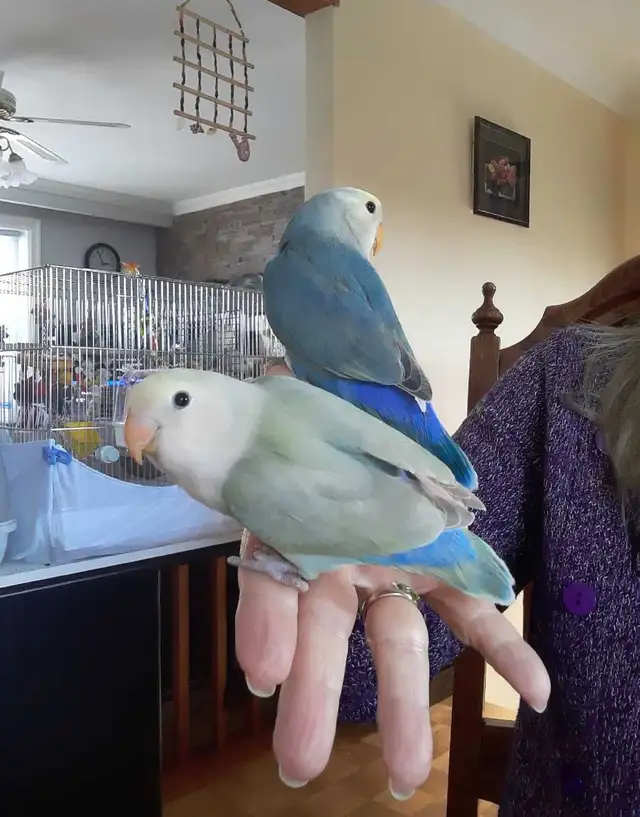 beaux bébés inséparables roseicollis nourrient à la main - Photo 5