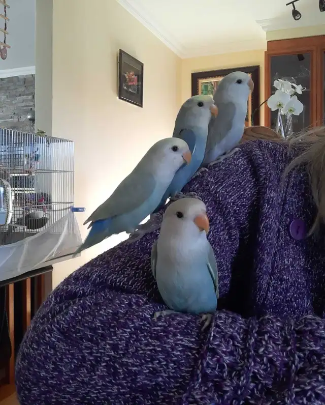 beaux bébés inséparables roseicollis nourrient à la main - Photo 6