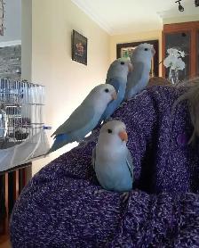 beaux bébés inséparables roseicollis nourrient à la main - Photo 6